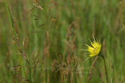Yellow Salsify corner 24.jpg