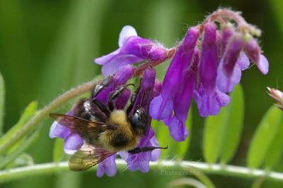 Common Bumblebee on Hairy Vetch 24.jpg