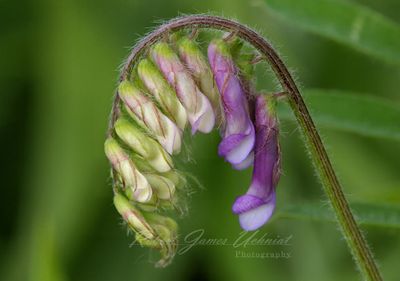 Hairy Vetch 2 24.jpg