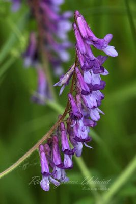 Hairy Vetch 24.jpg