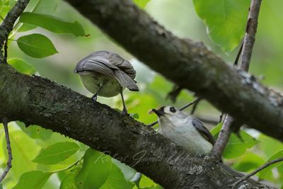 Blue Gray Gnat Catcher and Tufted Titmouse 24.jpg