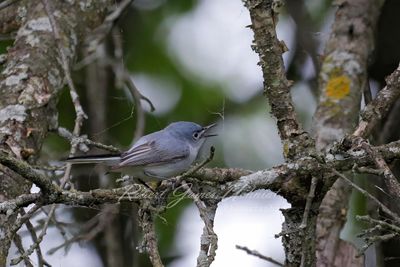 Blue Gray Gnatcatcher singing 24.jpg