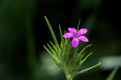Deptford Pink 24.jpg