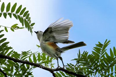 Tufted Titmouse at takeoff 24.jpg