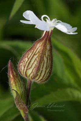 White Campion 24.jpg