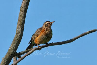 Baltimore Oriole female on branch 24.jpg