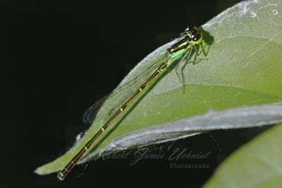 Eastern Forktail Damselfly on leaf 2 24.jpg