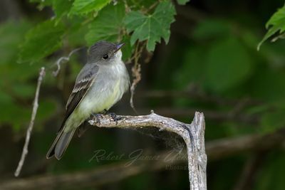 Eastern Wood Peewee 2 24.jpg