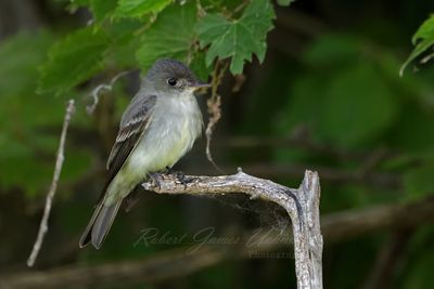 Eastern Wood Peewee 24.jpg