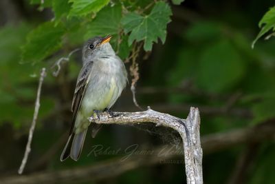 Eastern Wood Peewee singing 24.jpg
