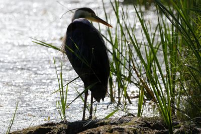 Great Blue Heron silhouette 24.jpg