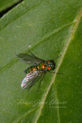 Green Long Legged Fly 24.jpg
