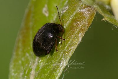 Marsh Beetle 24.jpg