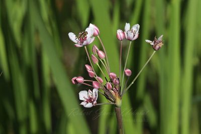 Flowering Rushes with Hoverfly 24.jpg