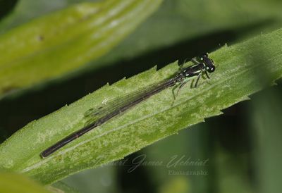 Fragile Forktail Damselfly 3 24.jpg