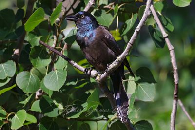 Grackle on a branch 24.jpg