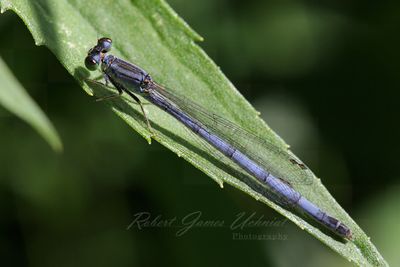 Palmiet Sprite Damselfly folded wings 24.jpg