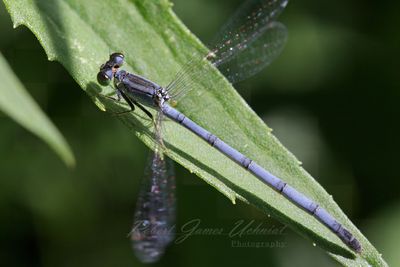Palmiet Sprite Damselfly open wings 24.jpg