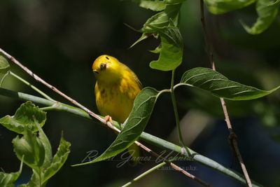 Yellow Warbler staring 24.jpg