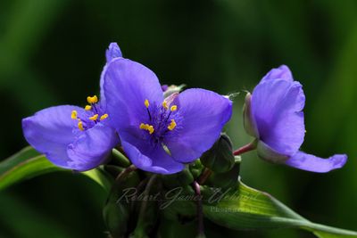 Ohio Spiderwort 24.jpg