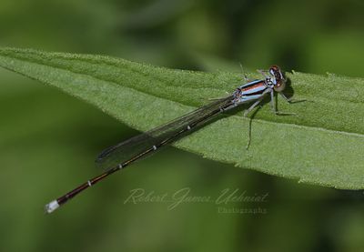 Stream Bluet Damselfly on leaf 2 24.jpg