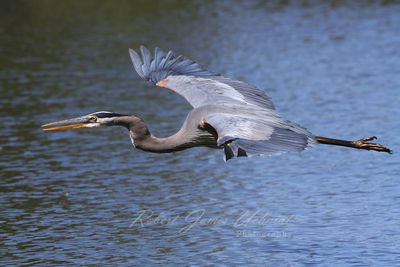 Great Blue Heron in flight 24.jpg
