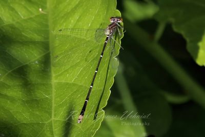 Stream Bluet Damselfly wings out 2 24.jpg