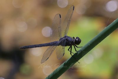 Slatey Skimmer on reed 24.jpg