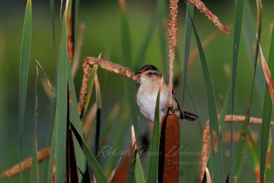 Marsh Wren 24.jpg