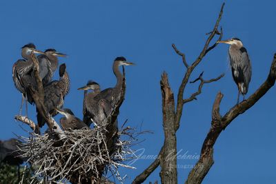 Great Blue Heron Rookery 2 24.jpg