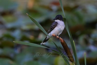 Eastern Kingbird on cat tail 24.jpg