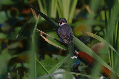 Eastern Kingbird singing in marsh 24.jpg