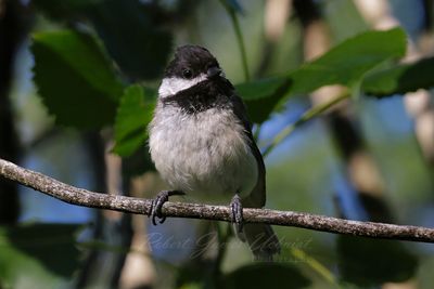 Black Capped Chickadee Close 2 24.jpg