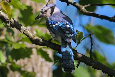 Blue Jay shoulder 24.jpg