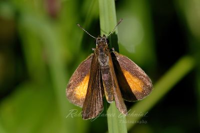 Least Skipper on blade 24.jpg