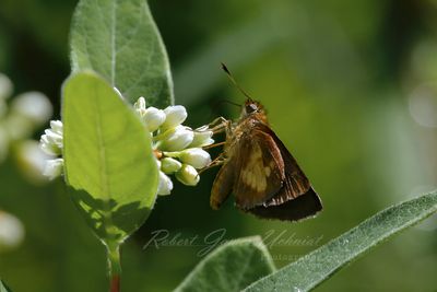 Peck's Skipper on Tearthumb 24.jpg
