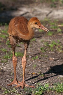 Sandhill Crane Colt 24.jpg