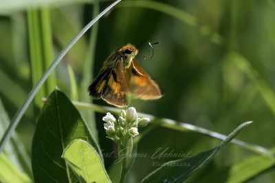 Dion Skipper in flight 24.jpg
