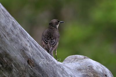 Juvenile Starling 24.jpg