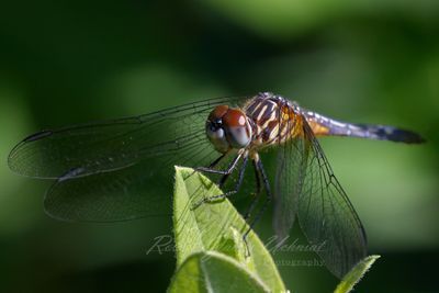 Blue Dasher 24.jpg