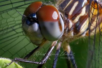 Blue Dasher detail 24.jpg