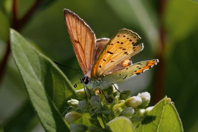 Bronze Copper Butterfly 24.jpg