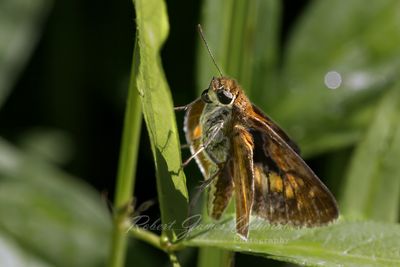 Dion Skipper on leaf 24.jpg