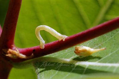 Inchworm 24.jpg