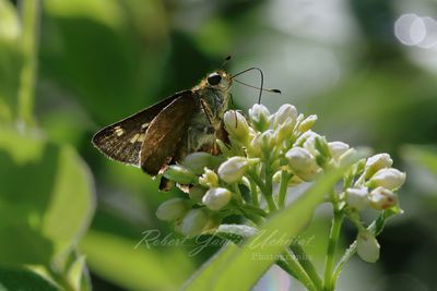Little Glassy Wing Skipper 24.jpg