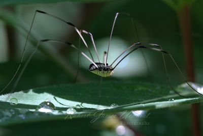 White Striped Harvestman 24.jpg