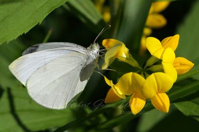 Cabbage Butterfly feeding on Birds Foot Trefoil 24.jpg