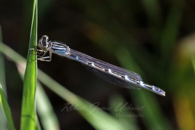 Familiar Bluet 24.jpg