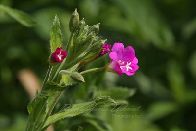 Hairy Willowherb 24.jpg