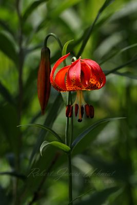 Michigan Lilly 24.jpg